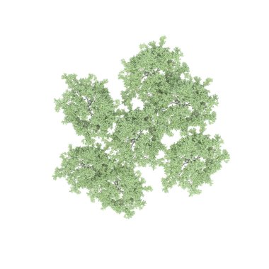 Ağaç grubu, üst görünüm, beyaz arkaplanda izole edilmiş, 3 boyutlu illüstrasyon 