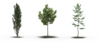 Beyaz arkaplanda gölgeli ağaç grubu, 3 boyutlu illüstrasyon