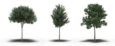 Beyaz arkaplanda gölgeli ağaç grubu, 3 boyutlu illüstrasyon