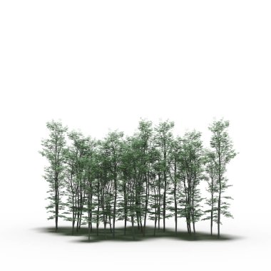 Beyaz arkaplanda gölgeli ağaç grubu, 3 boyutlu illüstrasyon
