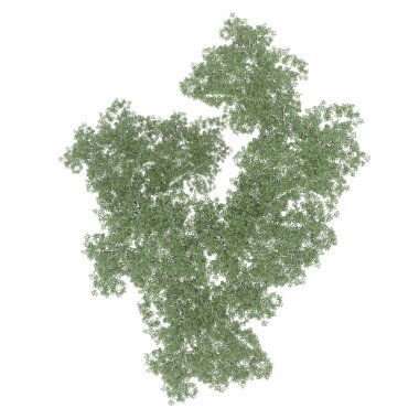 Ağaç grubu, üst görünüm, beyaz arkaplanda izole edilmiş, 3 boyutlu illüstrasyon 