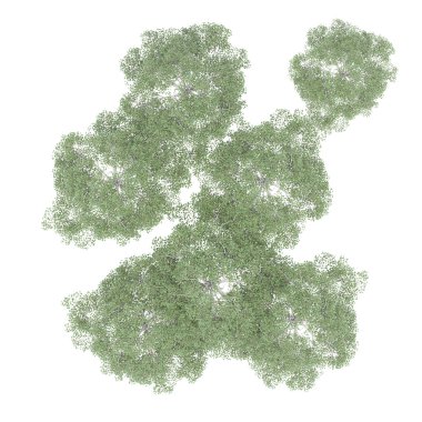 Ağaç grubu, üst görünüm, beyaz arkaplanda izole edilmiş, 3 boyutlu illüstrasyon 