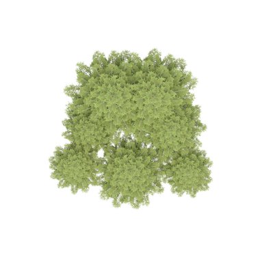 Ağaç grubu, üst görünüm, beyaz arkaplanda izole edilmiş, 3 boyutlu illüstrasyon 