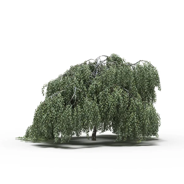 Altında gölgesi olan büyük bir ağaç, beyaz arkaplanda izole edilmiş, 3 boyutlu illüstrasyon