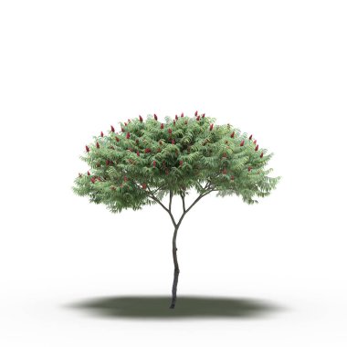 large tree with a shadow under it, isolated on white background, 3D illustration, cg render