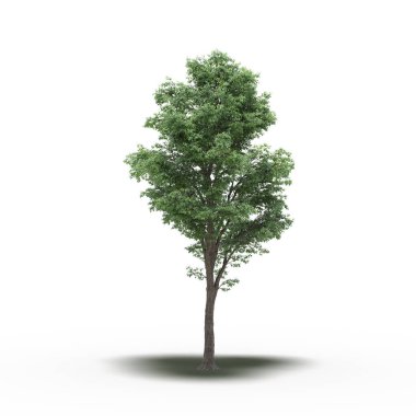 large tree with a shadow under it, isolated on white background, 3D illustration, cg render
