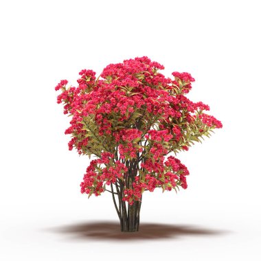 large tree with a shadow under it, isolated on white background, 3D illustration, cg render