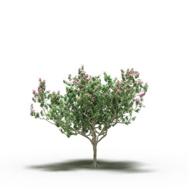 large tree with a shadow under it, isolated on white background, 3D illustration, cg render