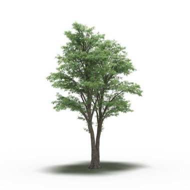 large tree with a shadow under it, isolated on white background, 3D illustration, cg render