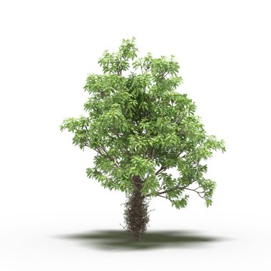 large tree with a shadow under it, isolated on white background, 3D illustration, cg render