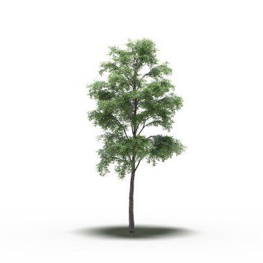 large tree with a shadow under it, isolated on white background, 3D illustration, cg render