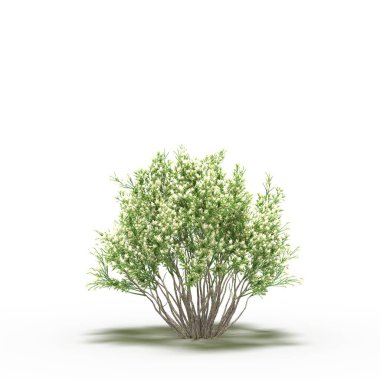 large tree with a shadow under it, isolated on white background, 3D illustration, cg render