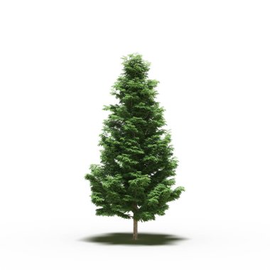 large tree with a shadow under it, isolated on white background, 3D illustration, cg render