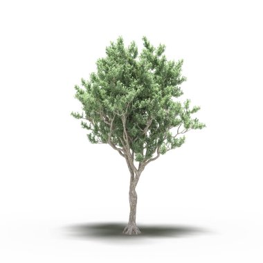 large tree with a shadow under it, isolated on white background, 3D illustration, cg render