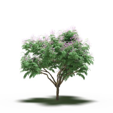 large tree with a shadow under it, isolated on white background, 3D illustration, cg render