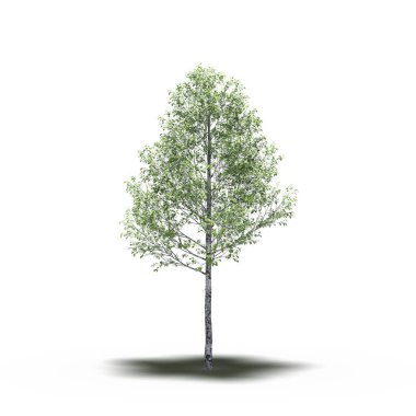 large tree with a shadow under it, isolated on white background, 3D illustration, cg render