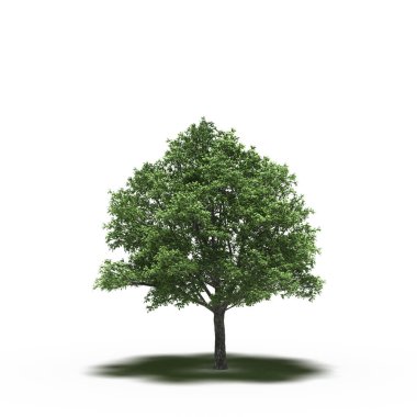 large tree with a shadow under it, isolated on white background, 3D illustration, cg render