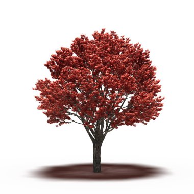 large tree with a shadow under it, isolated on white background, 3D illustration, cg render