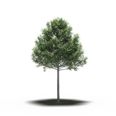 large tree with a shadow under it, isolated on white background, 3D illustration, cg render