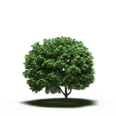large tree with a shadow under it, isolated on white background, 3D illustration, cg render