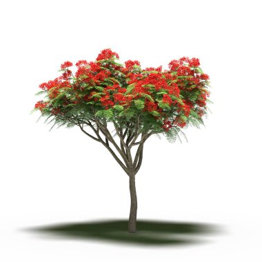large tree with a shadow under it, isolated on white background, 3D illustration, cg render