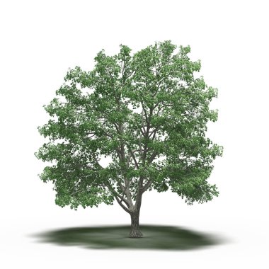large tree with a shadow under it, isolated on white background, 3D illustration, cg render