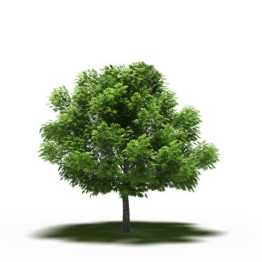 large tree with a shadow under it, isolated on white background, 3D illustration, cg render