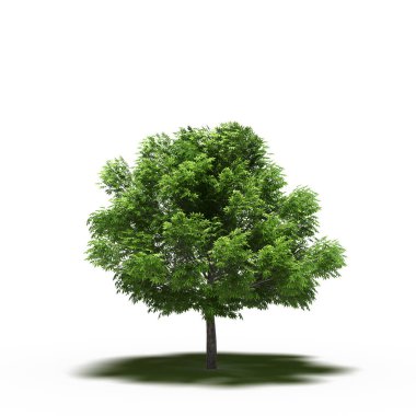 large tree with a shadow under it, isolated on white background, 3D illustration, cg render