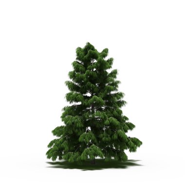 large tree with a shadow under it, isolated on white background, 3D illustration, cg render