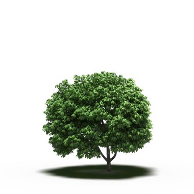 large tree with a shadow under it, isolated on white background, 3D illustration, cg render
