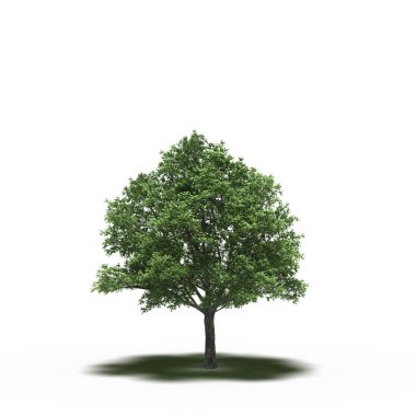 large tree with a shadow under it, isolated on white background, 3D illustration, cg render