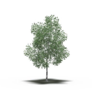 large tree with a shadow under it, isolated on white background, 3D illustration, cg render