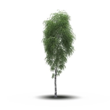 large tree with a shadow under it, isolated on white background, 3D illustration, cg render