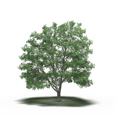 large tree with a shadow under it, isolated on white background, 3D illustration, cg render