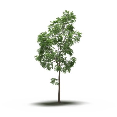 large tree with a shadow under it, isolated on white background, 3D illustration, cg render
