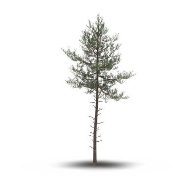 large tree with a shadow under it, isolated on white background, 3D illustration, cg render