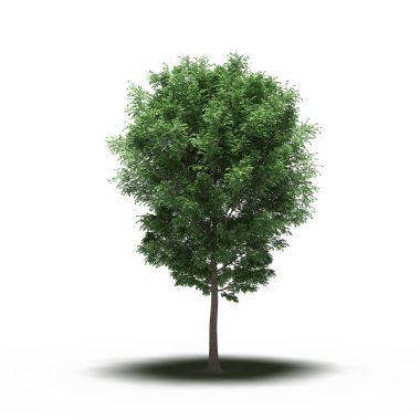 large tree with a shadow under it, isolated on white background, 3D illustration, cg render