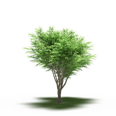 large tree with a shadow under it, isolated on white background, 3D illustration, cg render