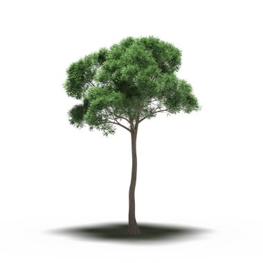 large tree with a shadow under it, isolated on white background, 3D illustration, cg render