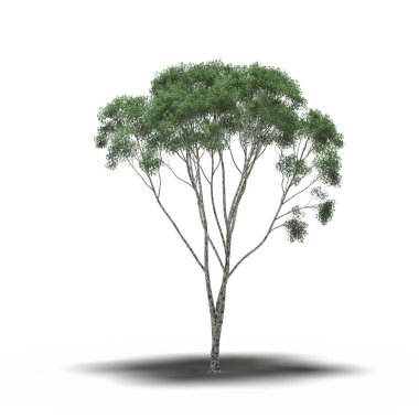 large tree with a shadow under it, isolated on white background, 3D illustration, cg render