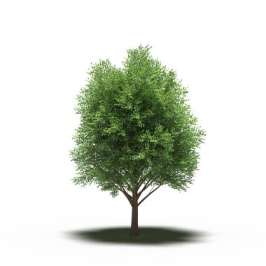 large tree with a shadow under it, isolated on white background, 3D illustration, cg render