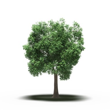large tree with a shadow under it, isolated on white background, 3D illustration, cg render