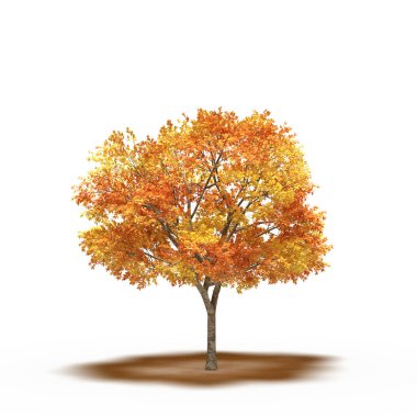 large tree with a shadow under it, isolated on white background, 3D illustration, cg render