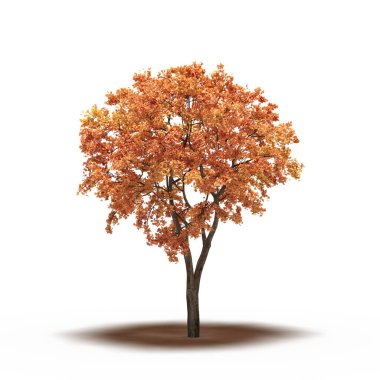 large tree with a shadow under it, isolated on white background, 3D illustration, cg render