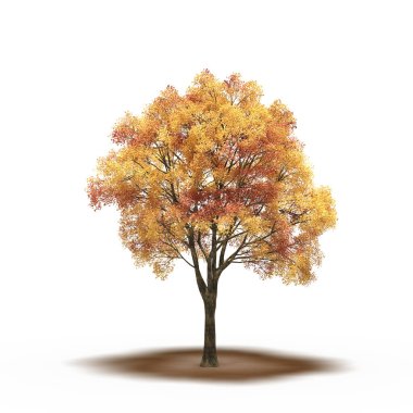 large tree with a shadow under it, isolated on white background, 3D illustration, cg render