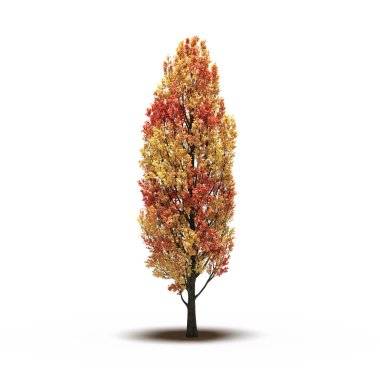 large tree with a shadow under it, isolated on white background, 3D illustration, cg render