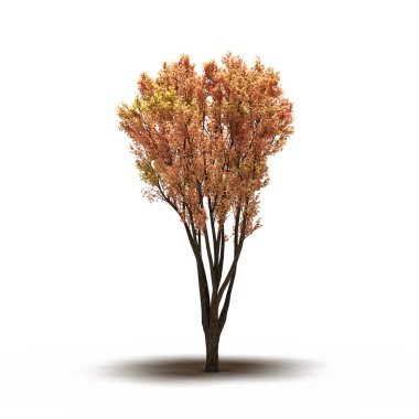 large tree with a shadow under it, isolated on white background, 3D illustration, cg render