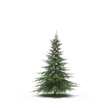 large conifer tree with a shadow under it, isolated on white background, 3D illustration, cg render