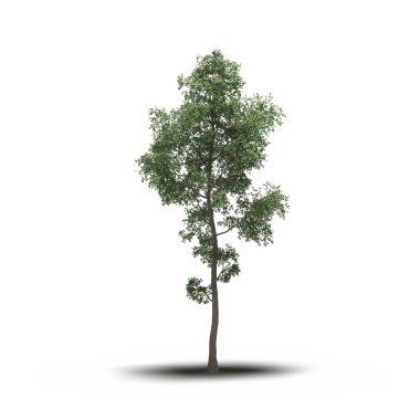 large conifer tree with a shadow under it, isolated on white background, 3D illustration, cg render