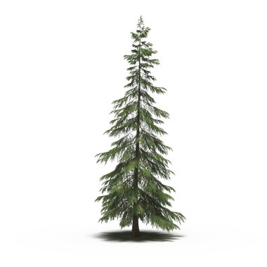large conifer tree with a shadow under it, isolated on white background, 3D illustration, cg render